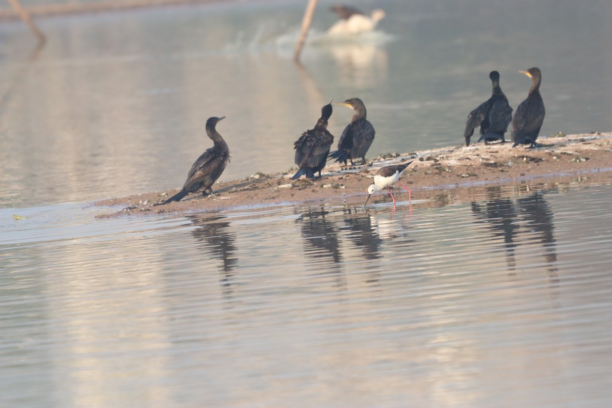 Little Cormorant - ML632645228