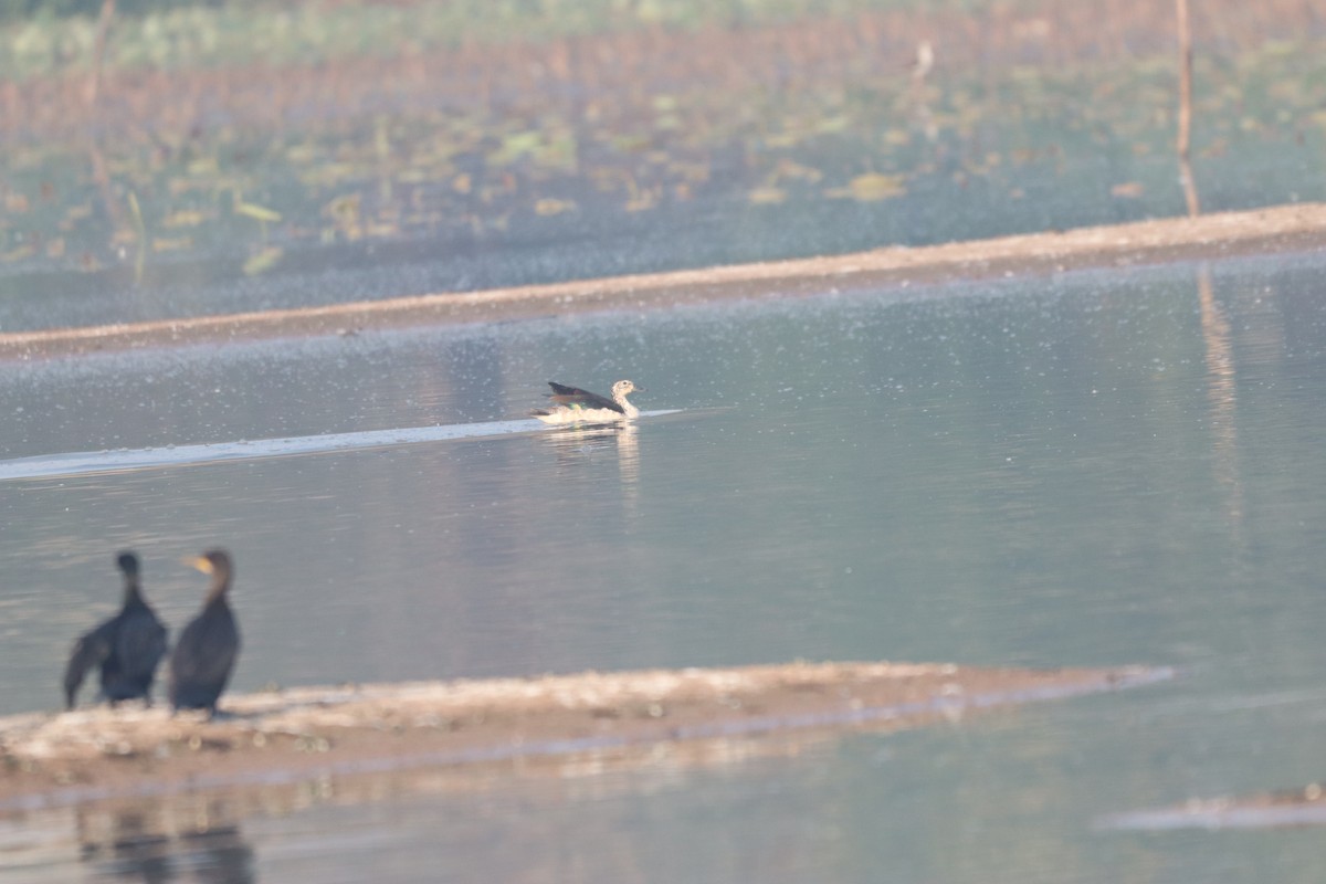 Little Cormorant - ML632645230
