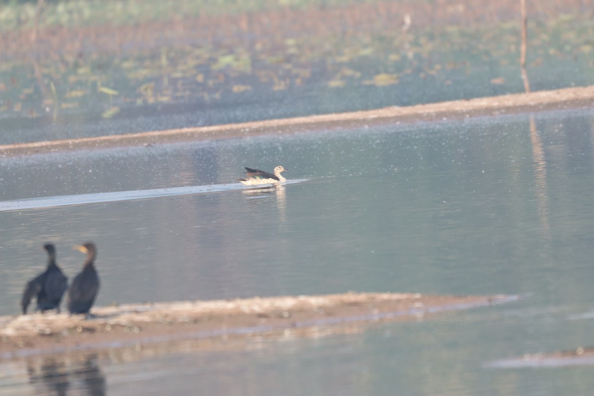 Little Cormorant - ML632645231