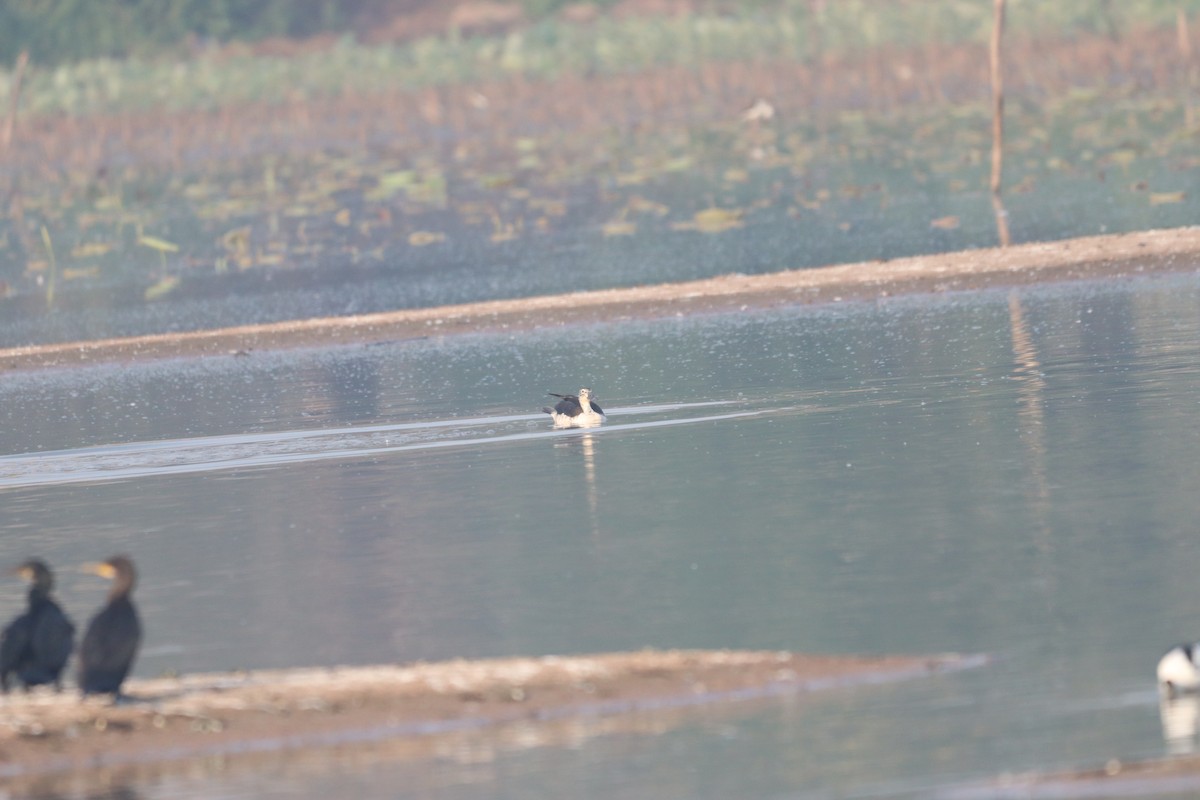 Little Cormorant - ML632645233