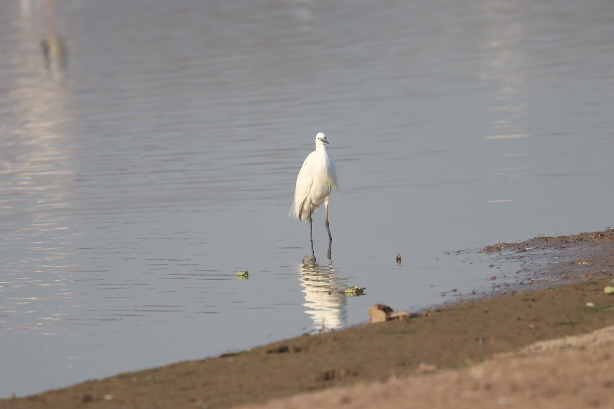 Indian Pond-Heron - ML632645246