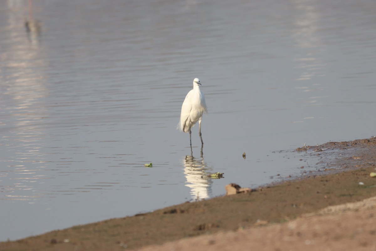 Indian Pond-Heron - ML632645247
