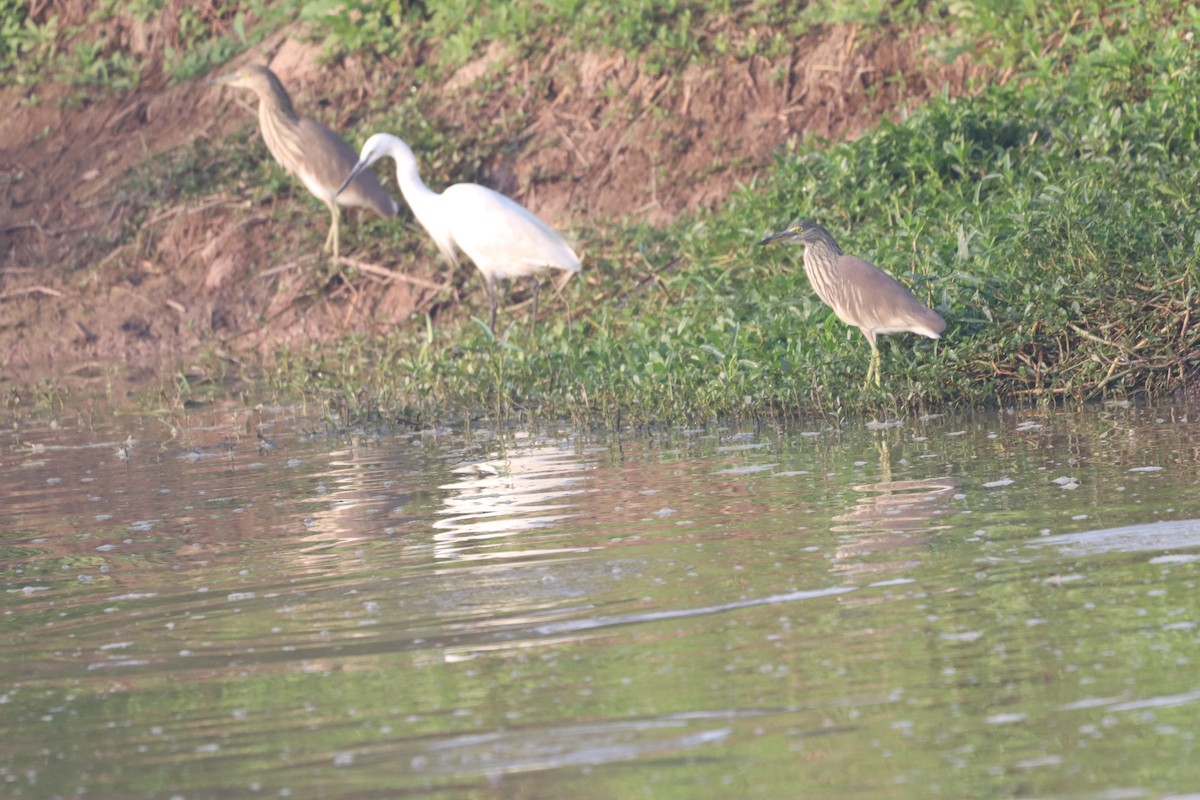 Indian Pond-Heron - ML632645252