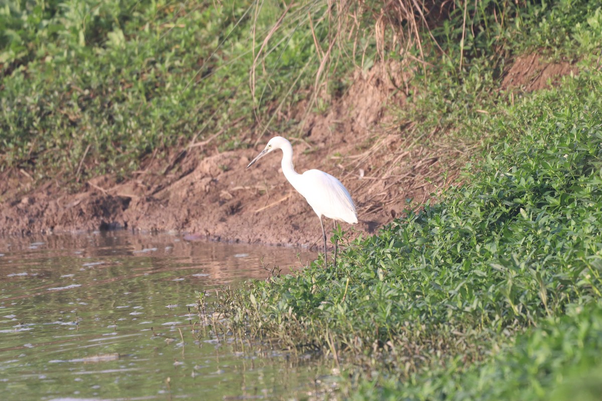 Indian Pond-Heron - ML632645253