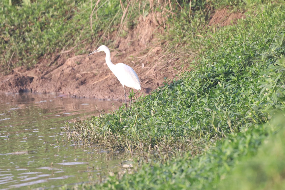Indian Pond-Heron - ML632645254