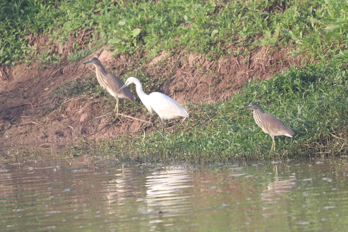 Indian Pond-Heron - ML632645255