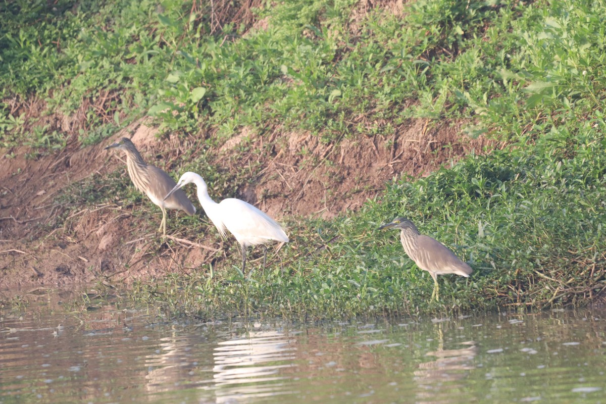 Indian Pond-Heron - ML632645256