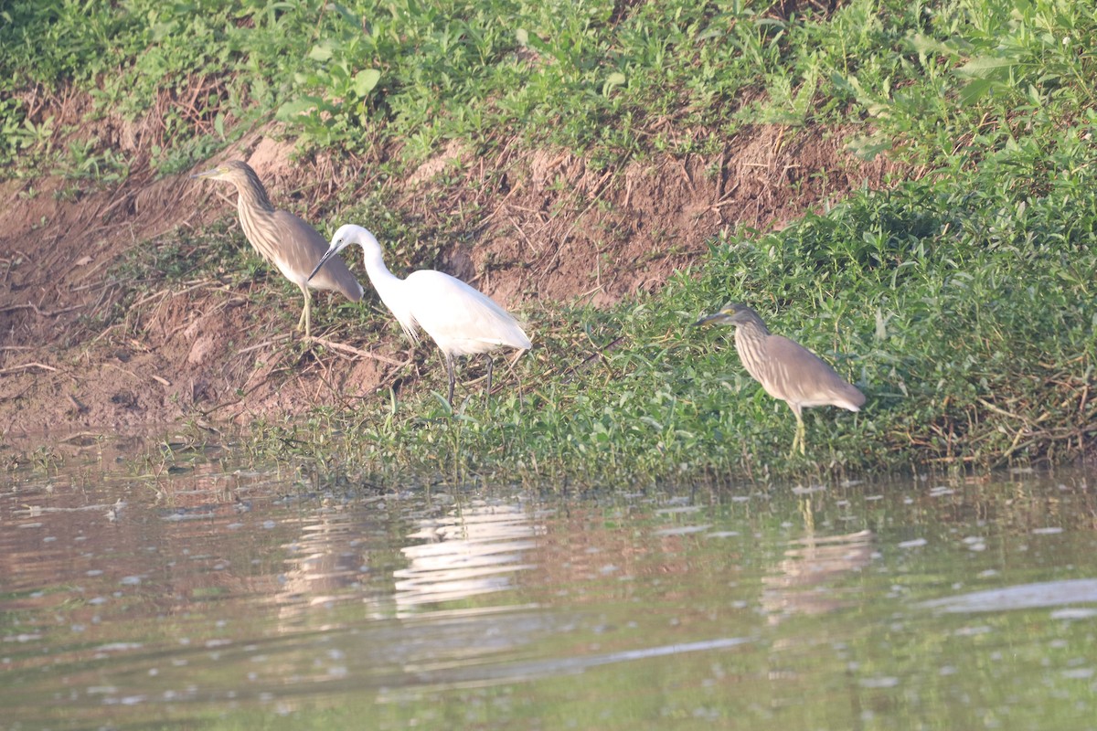Indian Pond-Heron - ML632645257