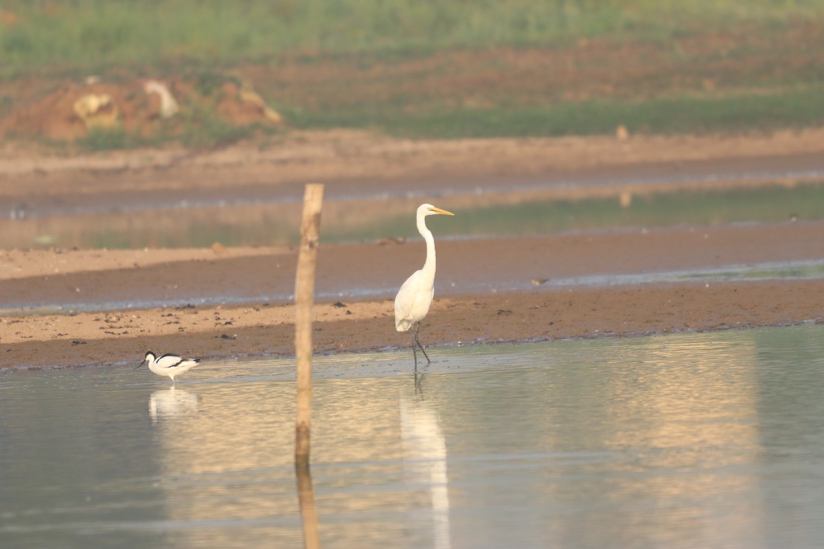 Great Egret - ML632645280
