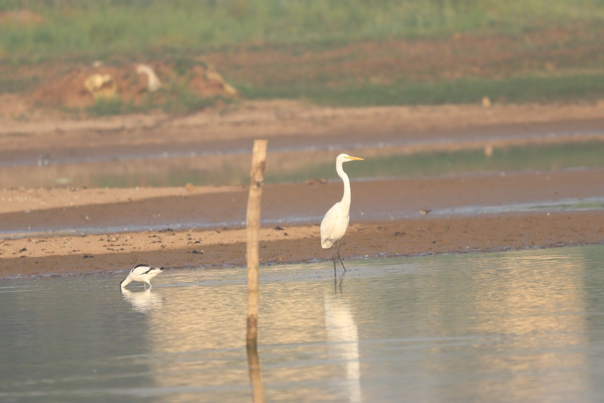 Great Egret - ML632645282