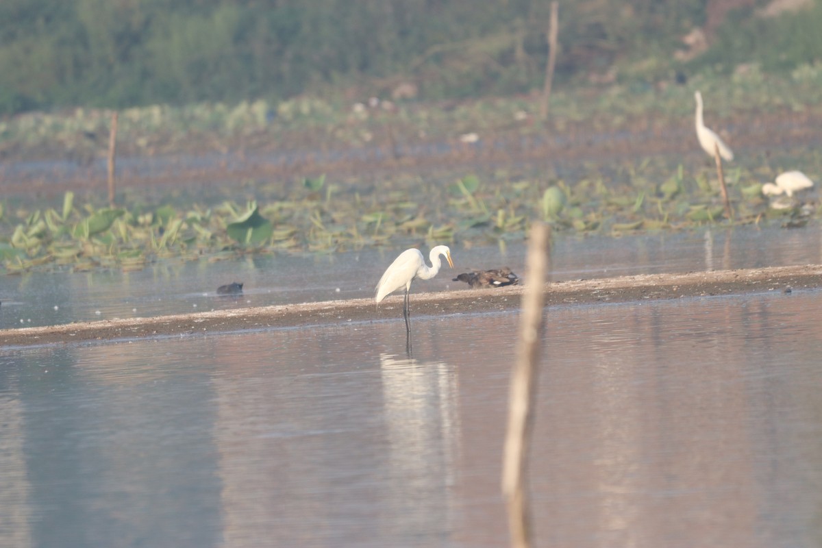 Great Egret - ML632645283