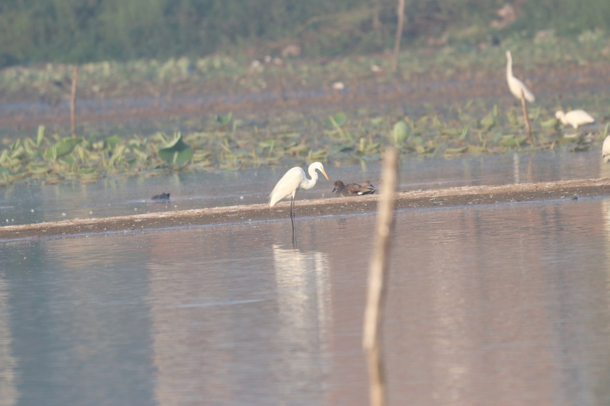 Great Egret - ML632645284