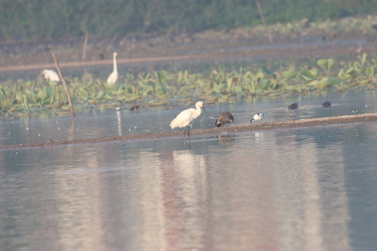 Great Egret - ML632645285