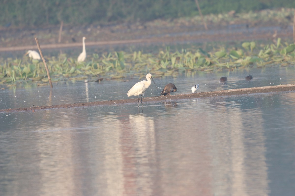 Great Egret - ML632645286