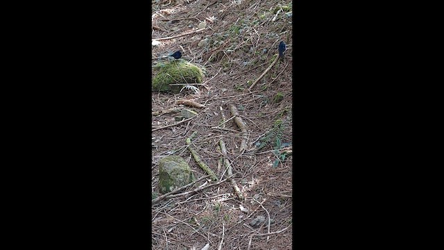 White-tailed Robin (White-tailed) - ML632645293
