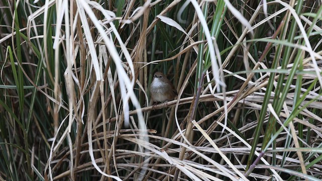 Taiwan Bush Warbler - ML632645345