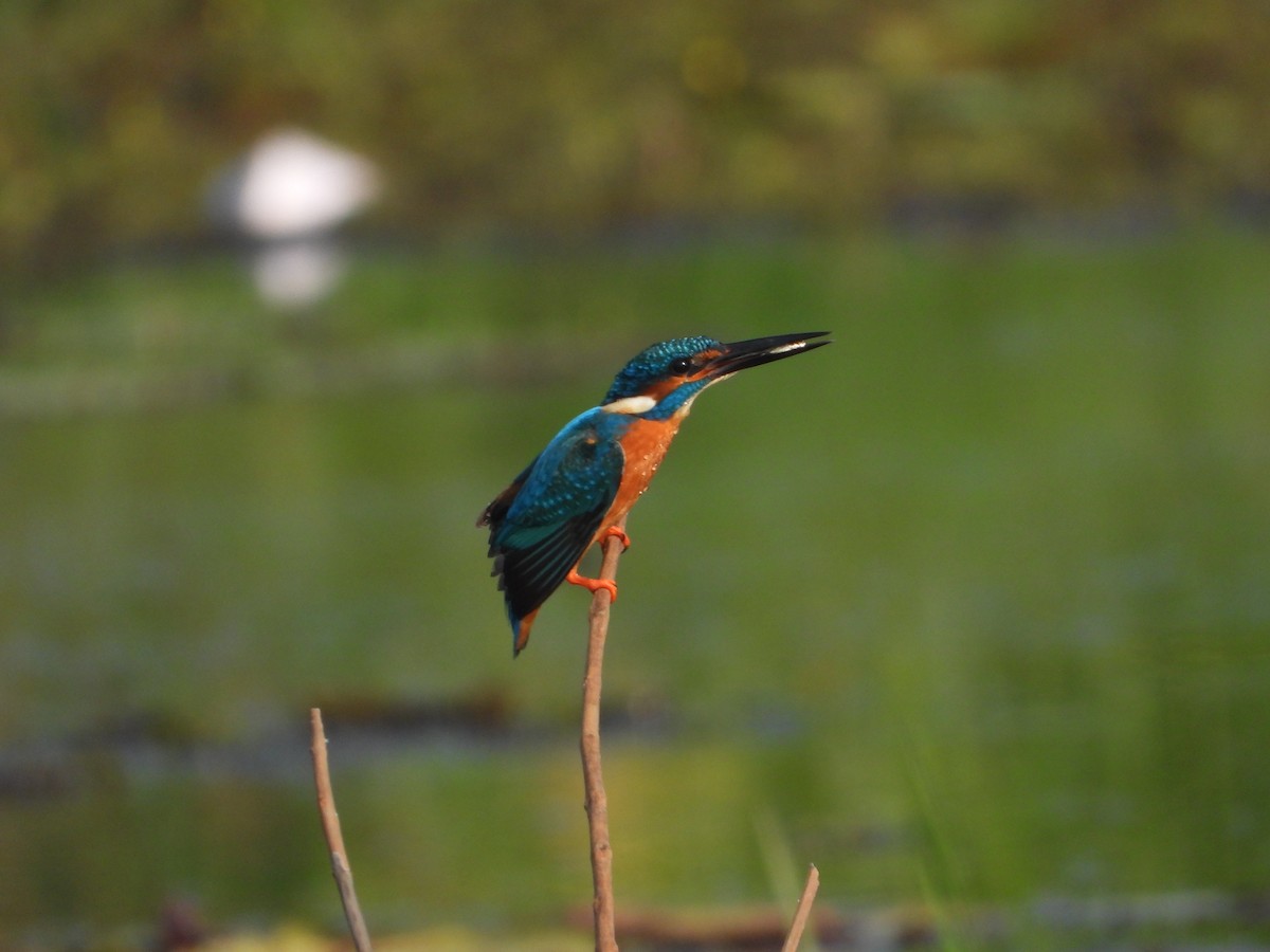 Eisvogel - ML632645437