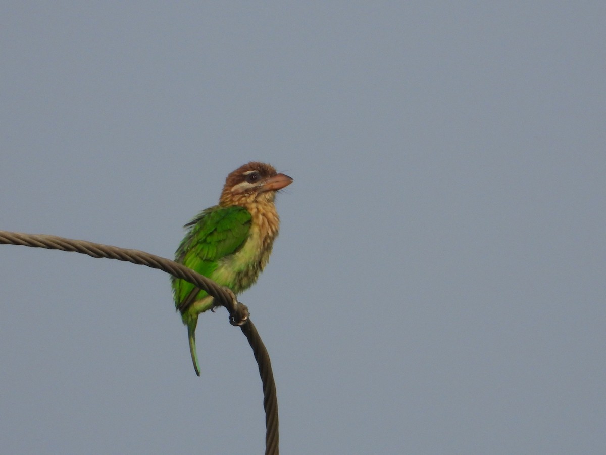 Grünbartvogel - ML632645455