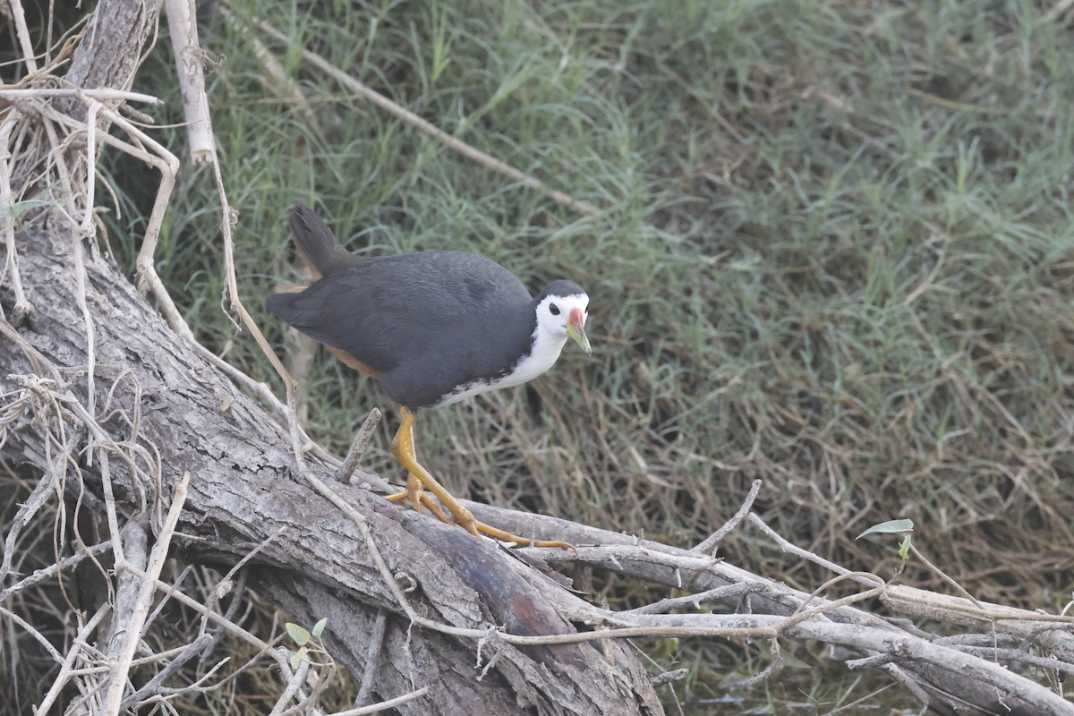 White-breasted Waterhen - ML632645545