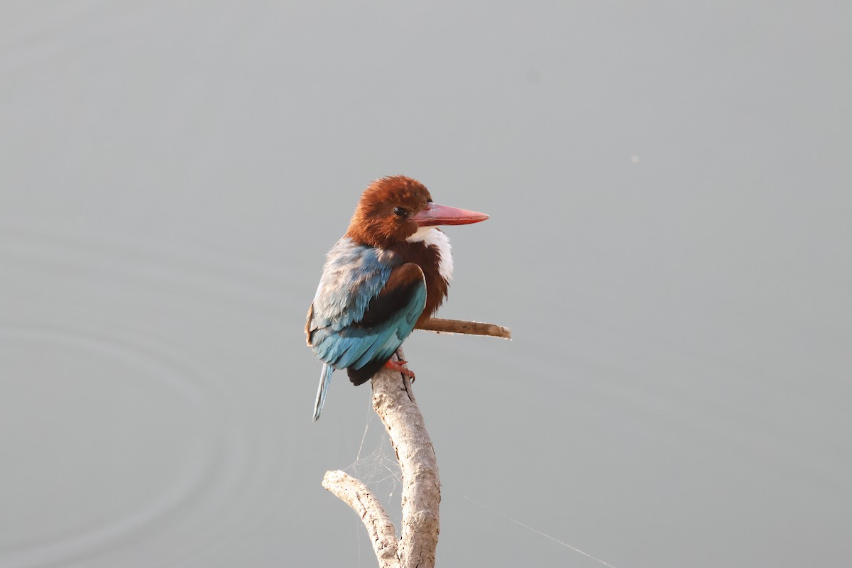 White-throated Kingfisher - ML632645547