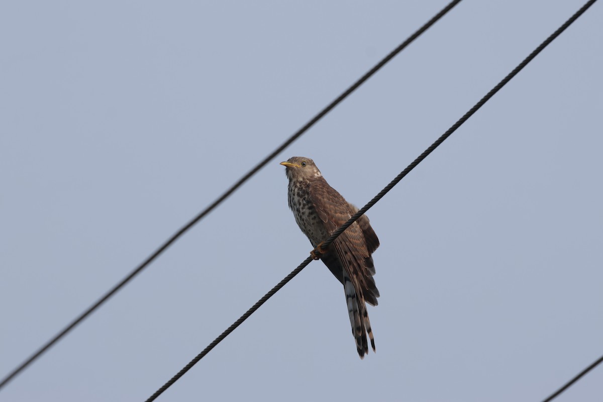 Common Hawk-Cuckoo - ML632645640