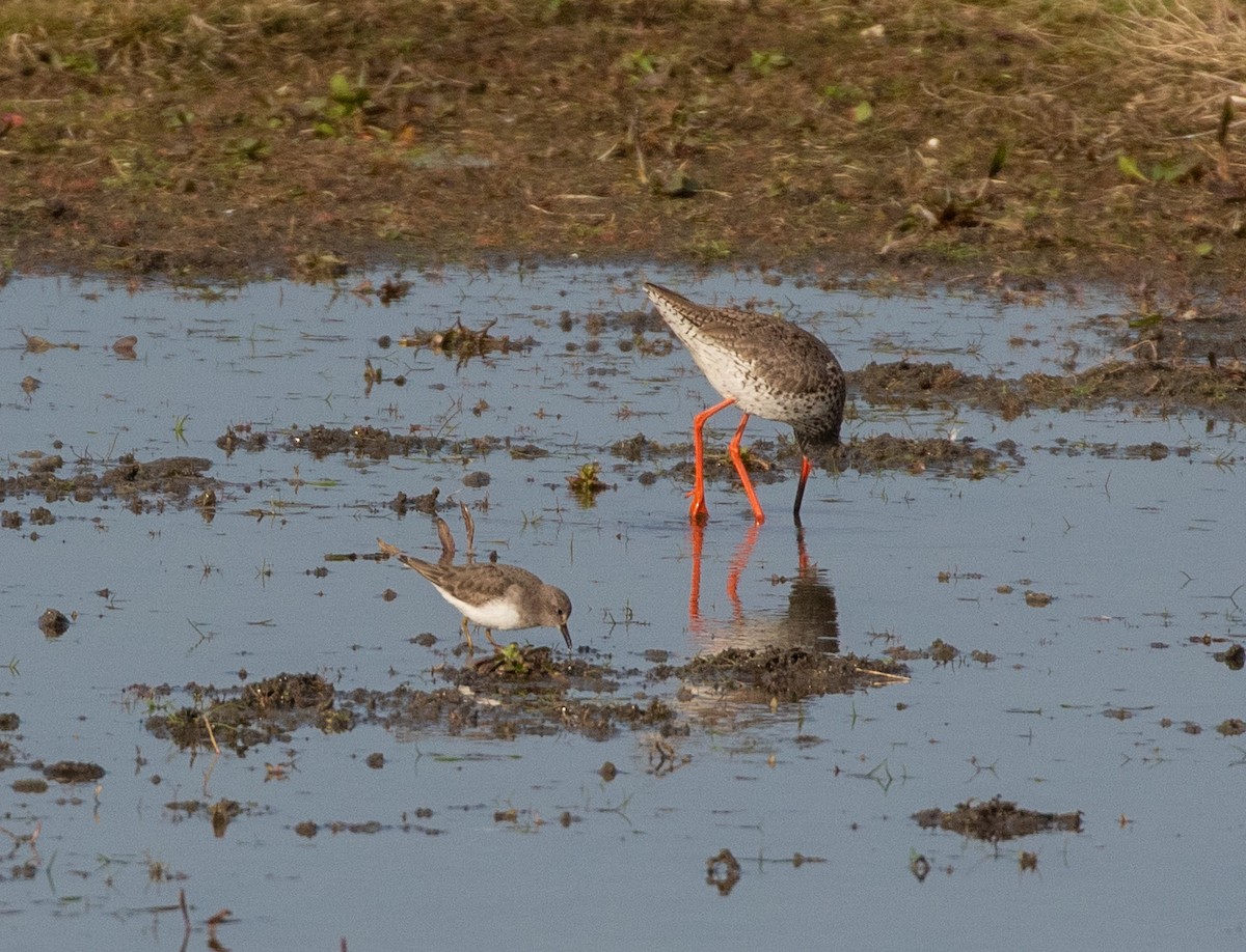 Temminck's Stint - ML632645663