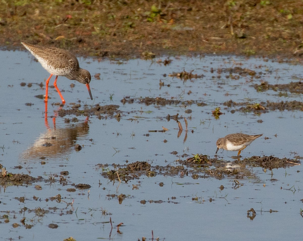 Common Redshank - ML632645674