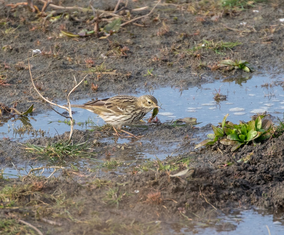 Meadow Pipit - ML632645682