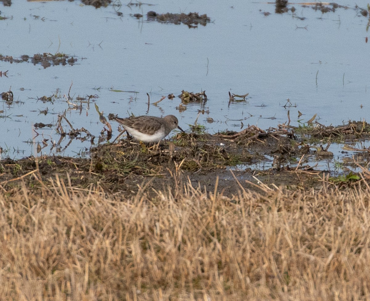 Temminck's Stint - ML632645683