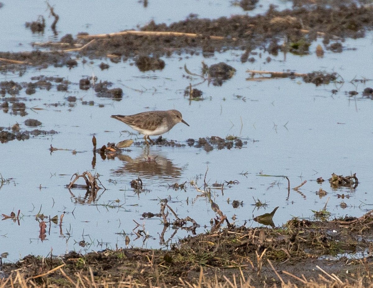 Temminck's Stint - ML632645684