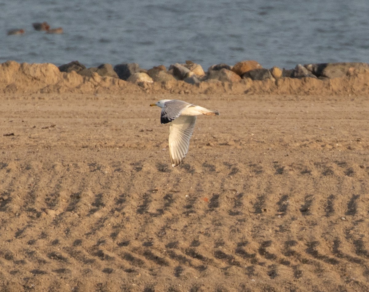 Caspian Gull - ML632645701