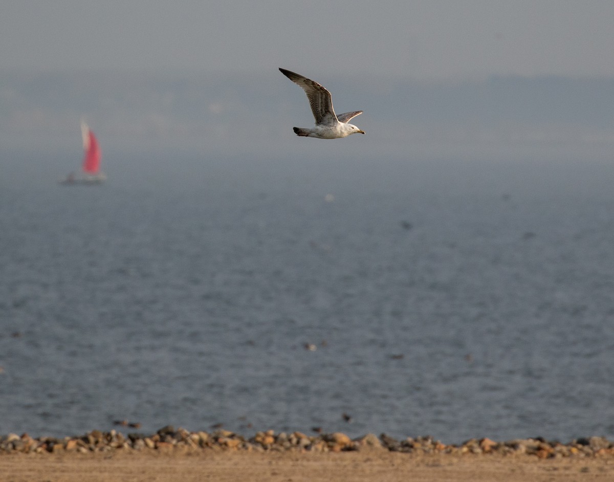 Caspian Gull - ML632645703