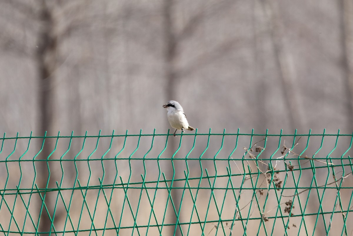 Chinese Gray Shrike - ML632645745