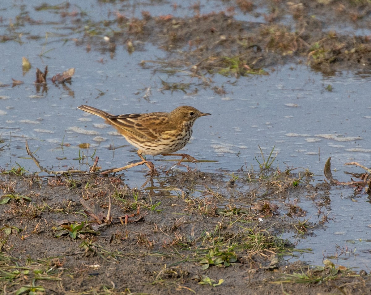 Water Pipit - ML632646067