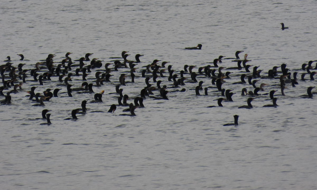 Double-crested Cormorant - ML632646148
