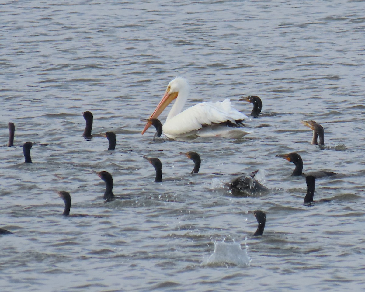 American White Pelican - ML632646153