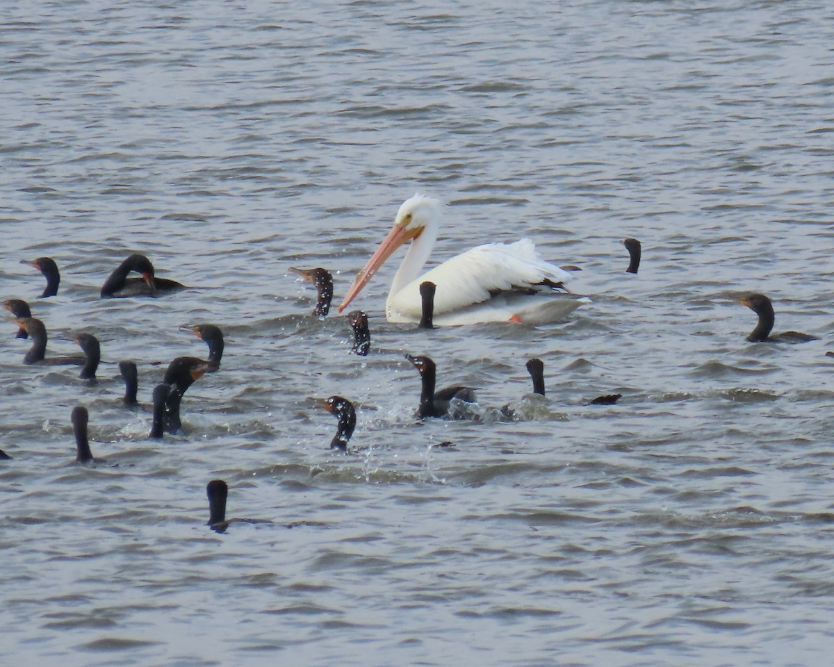 American White Pelican - ML632646154