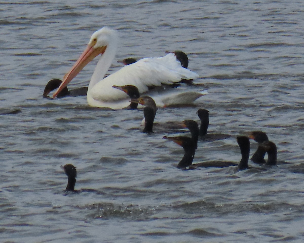 American White Pelican - ML632646155