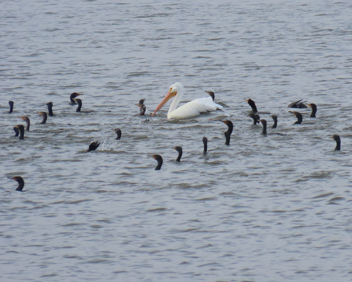 American White Pelican - ML632646156