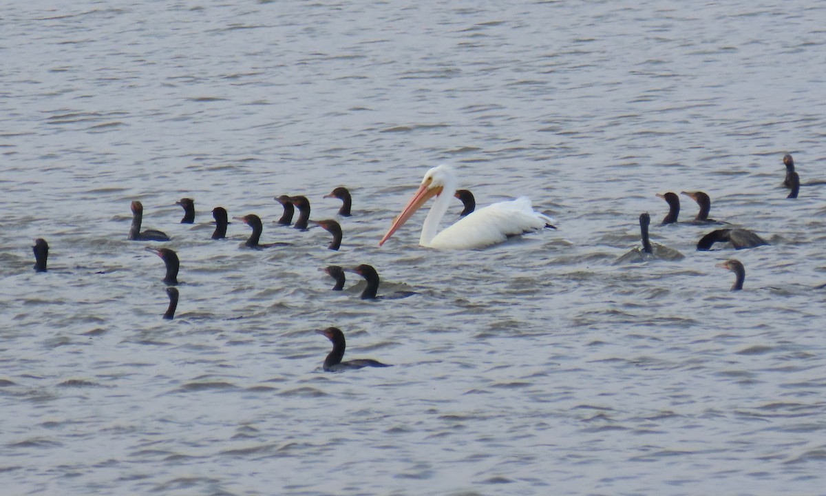 American White Pelican - ML632646157