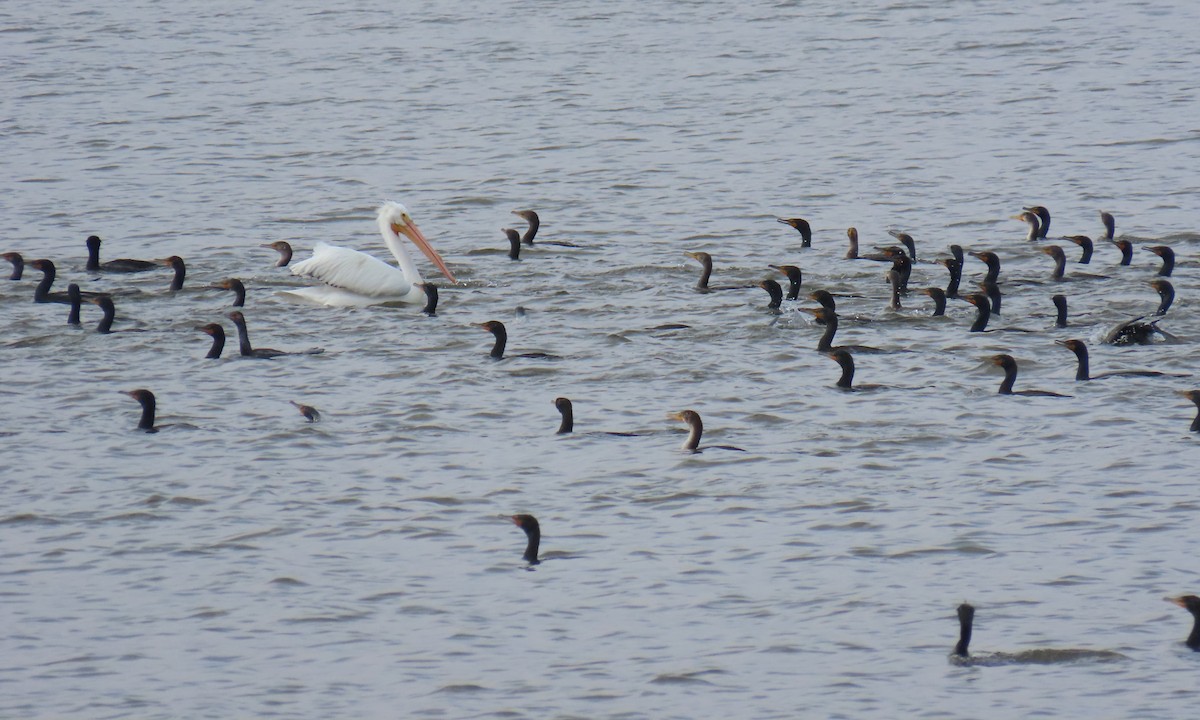 American White Pelican - ML632646158