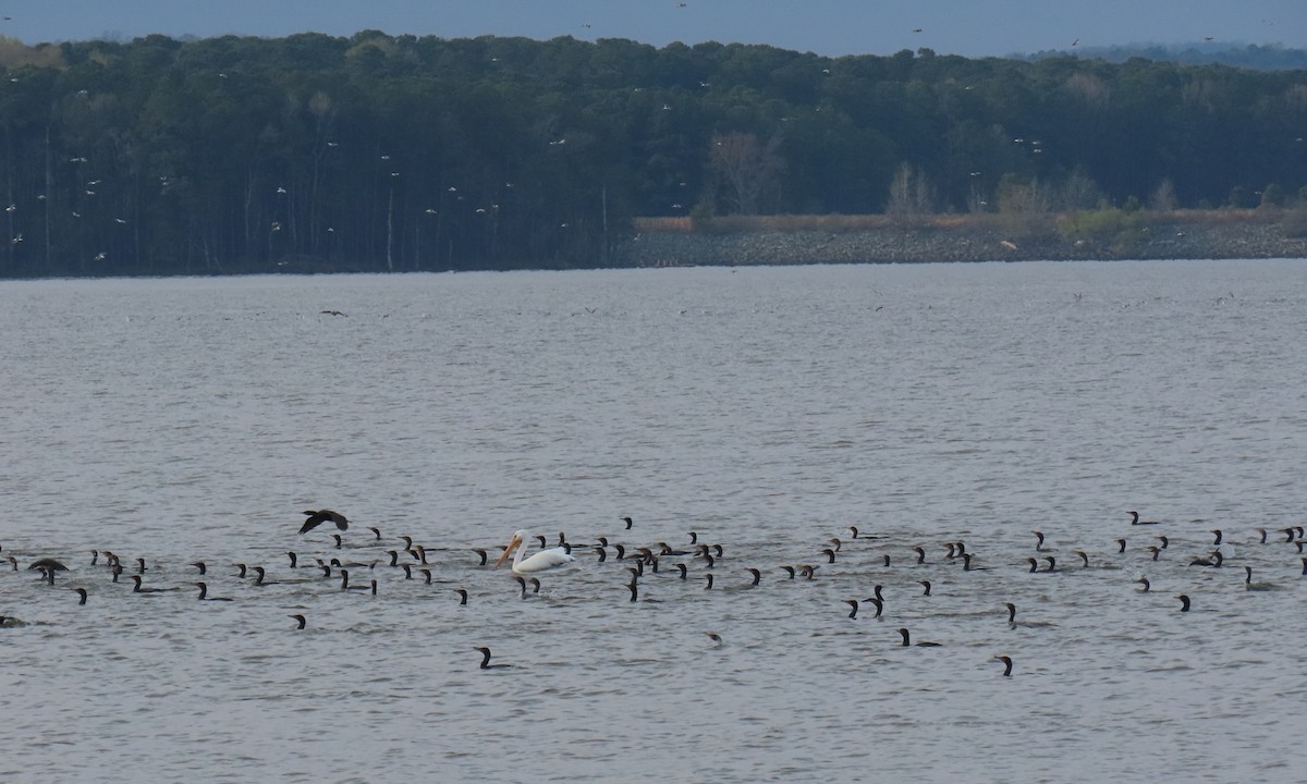 American White Pelican - ML632646159
