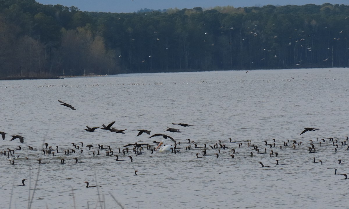 American White Pelican - ML632646163