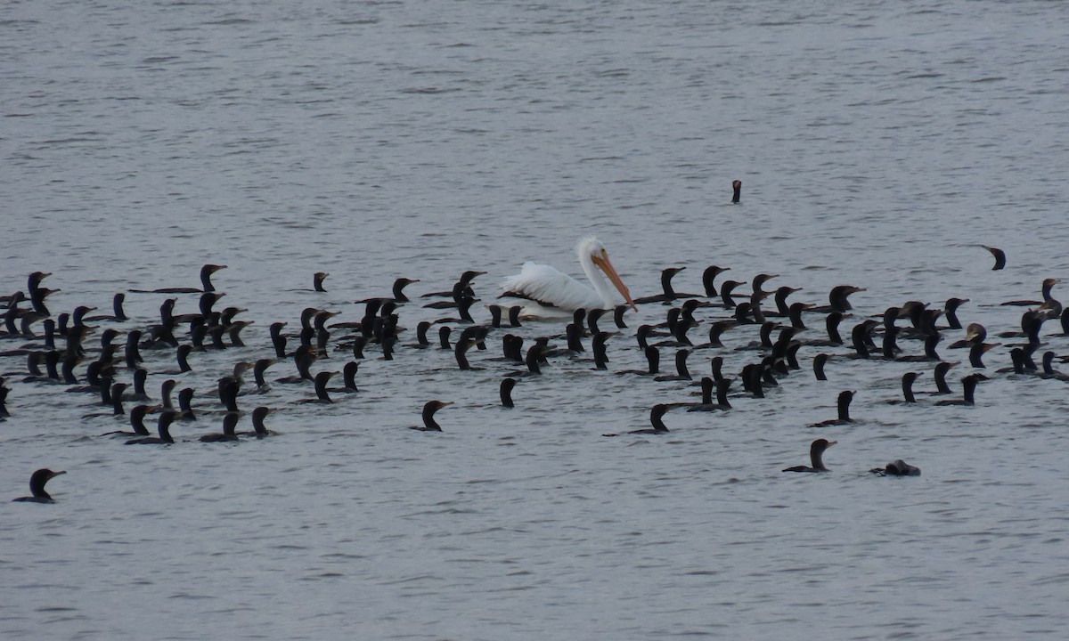 American White Pelican - ML632646173