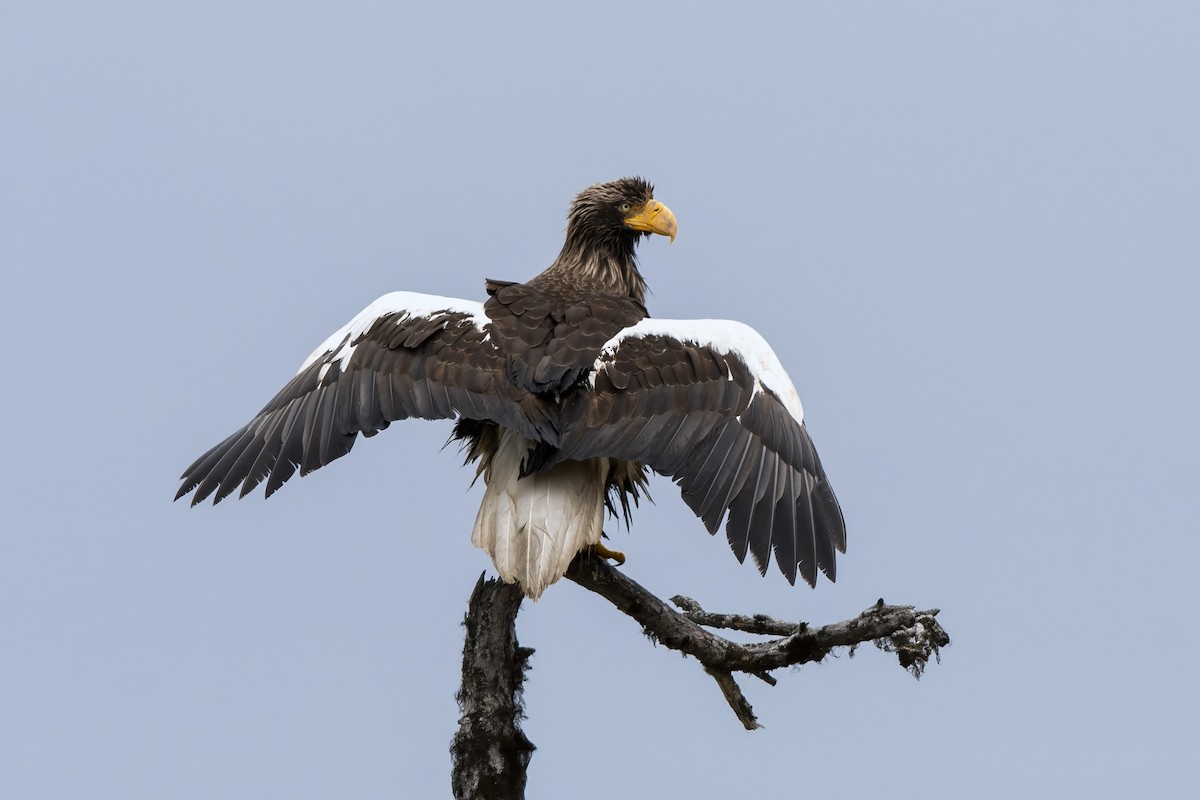 Steller's Sea-Eagle - ML632646189