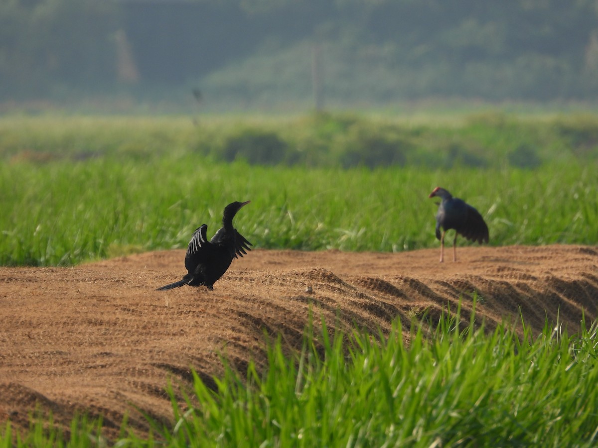 Graukopf-Purpurhuhn - ML632646263