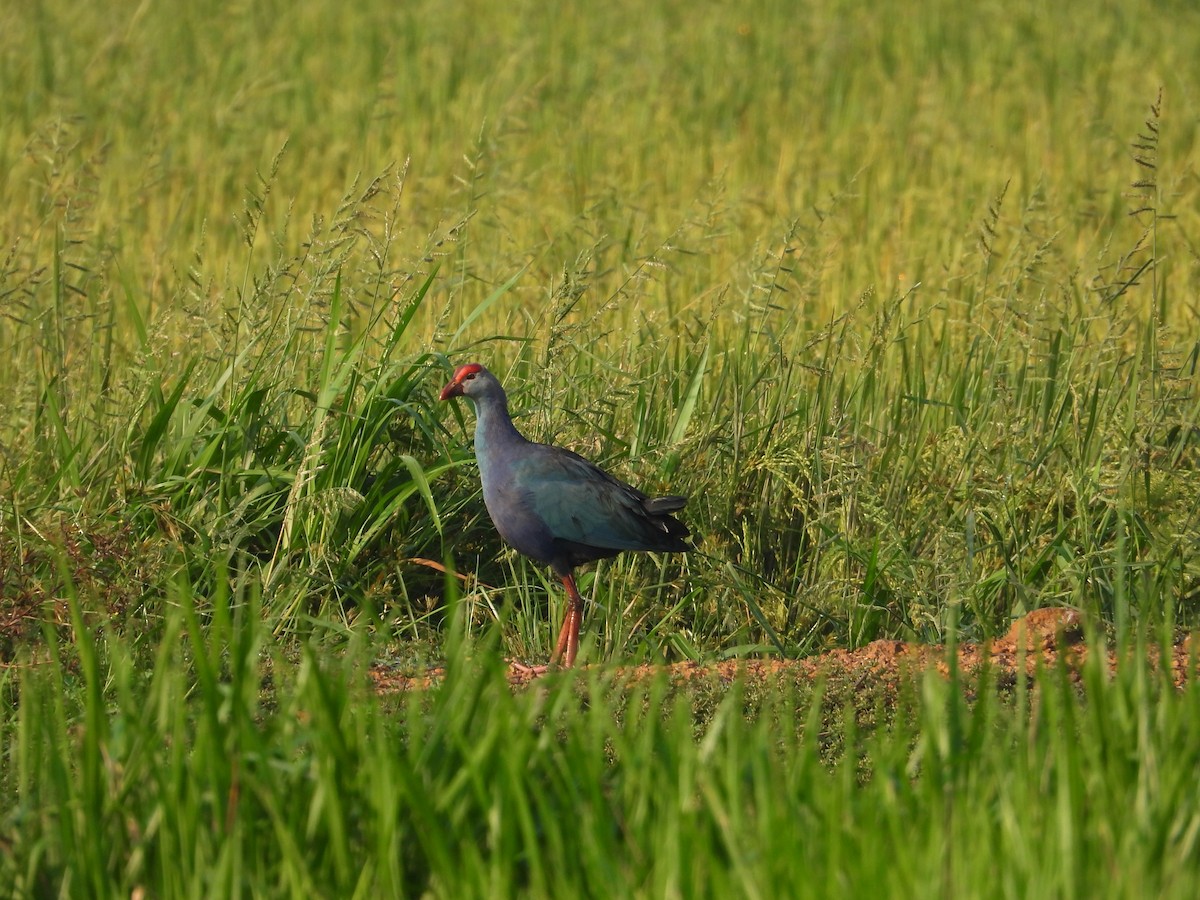 Graukopf-Purpurhuhn - ML632646271
