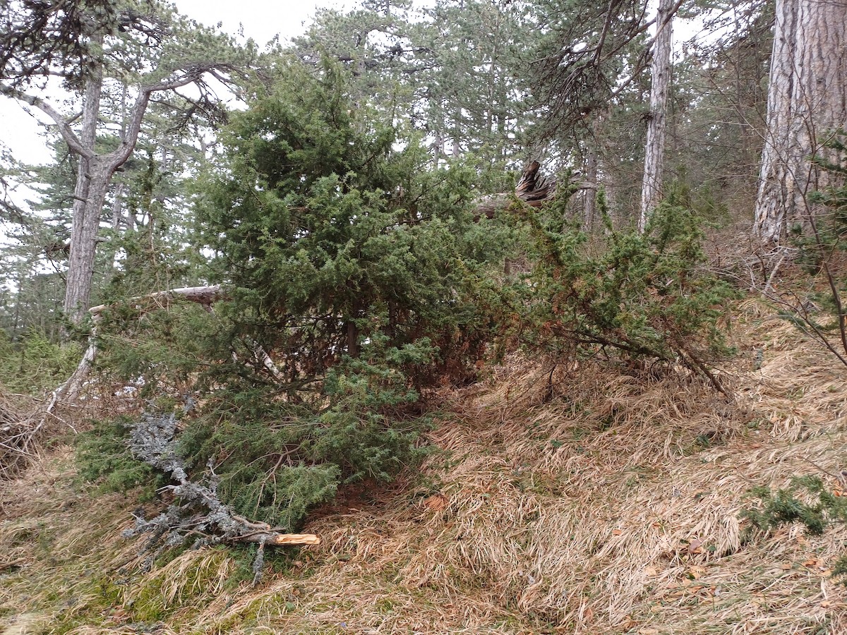 Tawny Owl - ML632646298