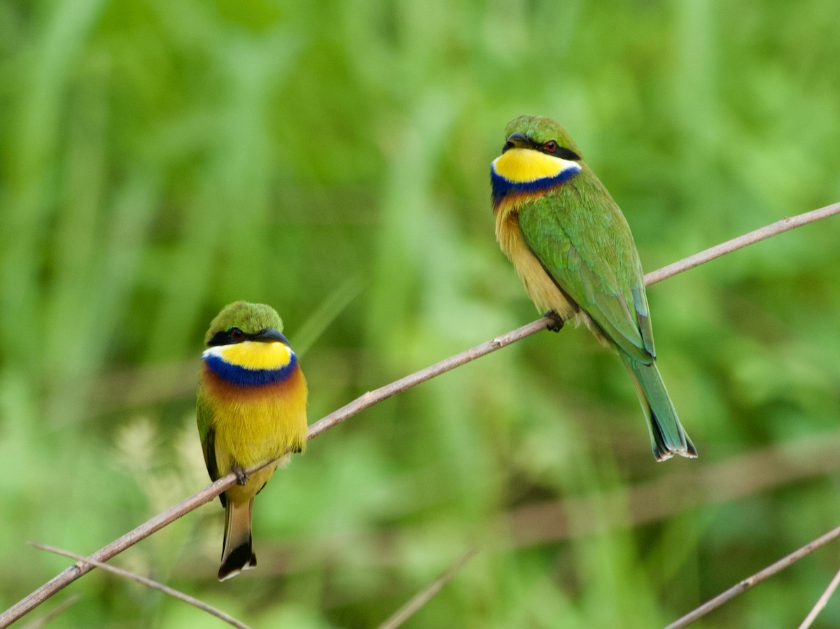 Blue-breasted Bee-eater - ML632646313