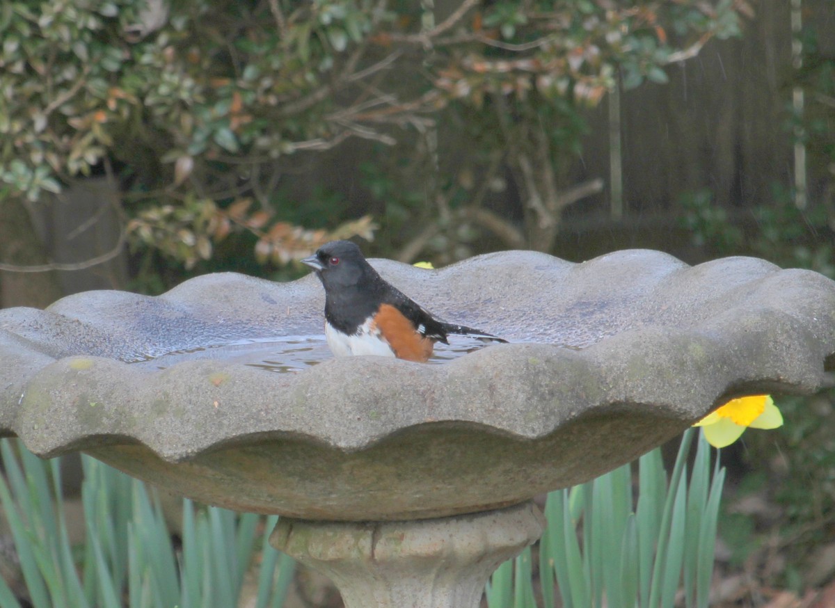 Eastern Towhee - ML632646483